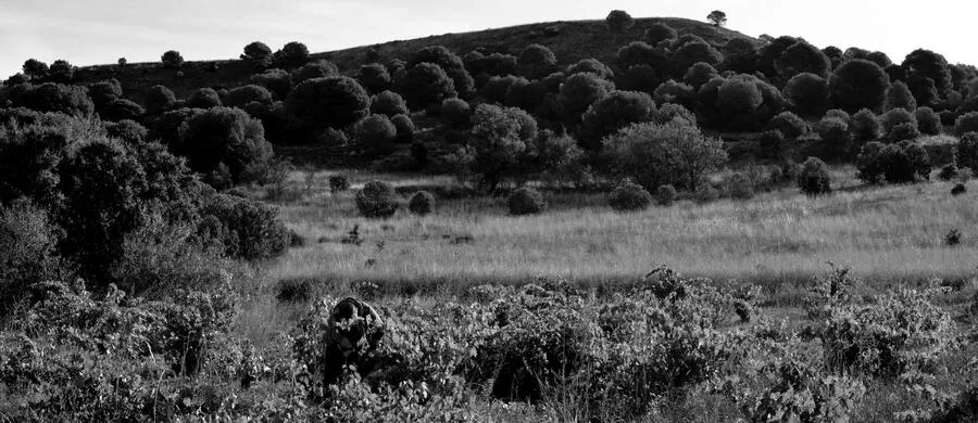 Viñedo Valdemantas, Toro